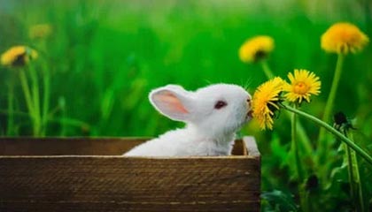 世界杯手机观看软件-【人物】无解浓眉野蛮生长 下一目标成为联盟头牌？